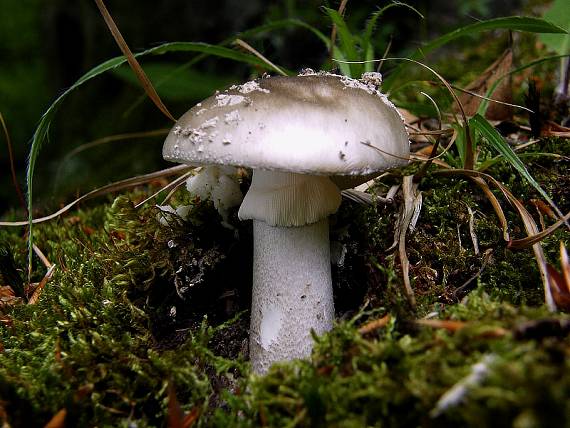 muchotrávka hrubá Amanita excelsa (Fr.) Bertill.