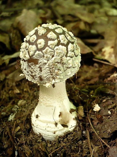 muchotrávka hrubá Amanita excelsa (Fr.) Bertill.