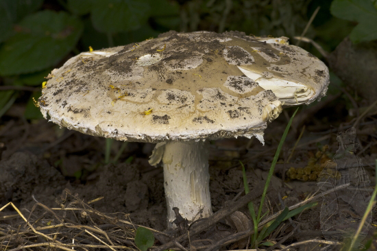 muchotrávka šiškovitá Amanita strobiliformis Gonn. & Rabenh.