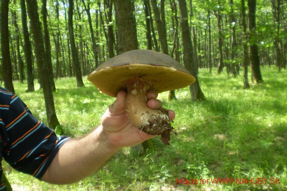 hríb bronzový Boletus aereus Bull. ex Fr.