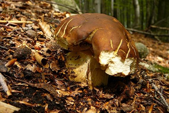 hríb sosnový Boletus pinophilus Pil. et Dermek in Pil.