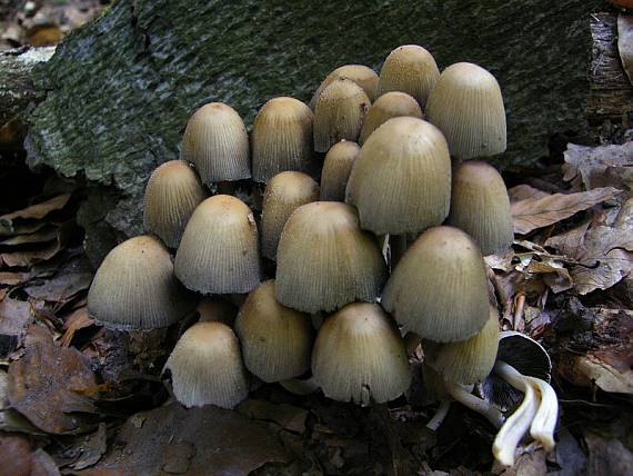 hnojník ligotavý Coprinellus micaceus (Bull.) Vilgalys, Hopple & Jacq. Johnson