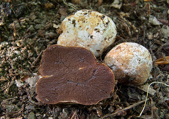 lúpavka červenkastá Hysterangium pompholyx Tul.