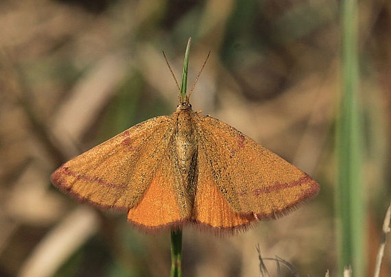 piadivka purpurová Lythria purpuraria