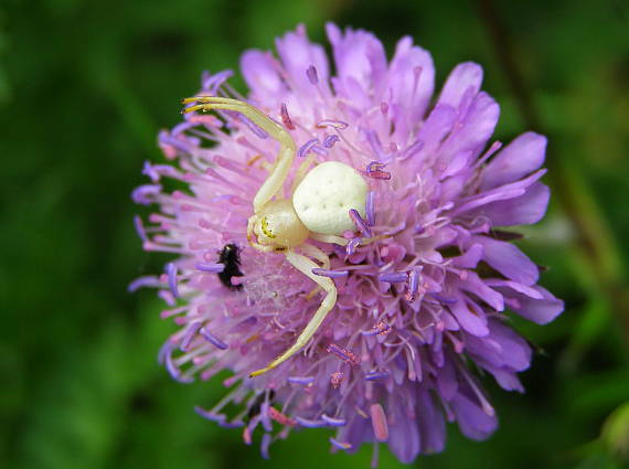 kvetárik dvojtvary Misumena vatia