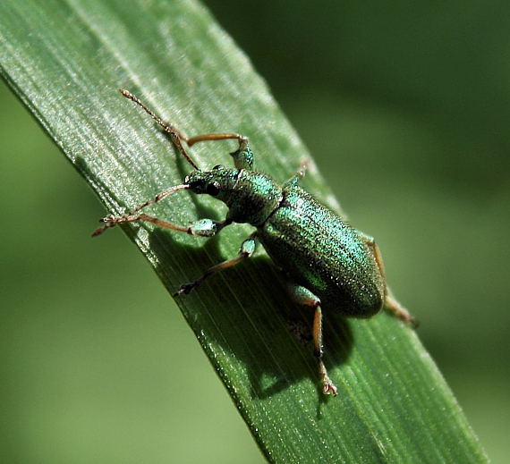 šupináčik zlatozelený Phyllobius argentatus