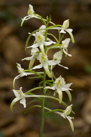 vemenník zelenkastý Platanthera chlorantha (Custer) Reinchenb.