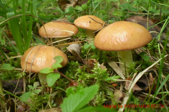 masliak obyčajný Suillus luteus (L.) Roussel