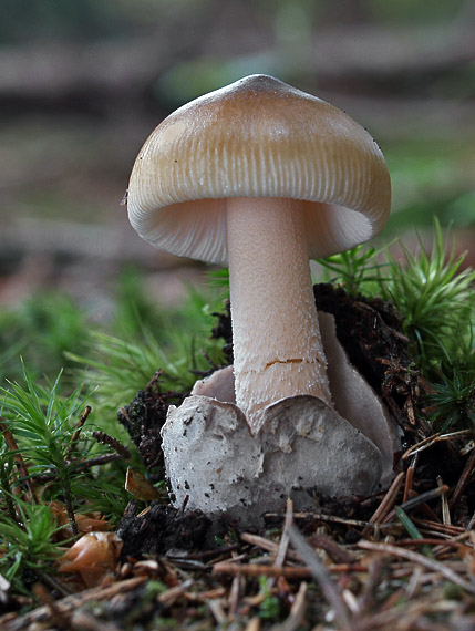 muchotrávka pošvatá Amanita vaginata (Bull.) Lam.