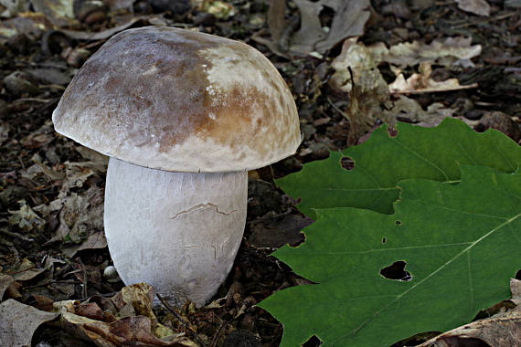 hríb smrekový Boletus edulis Bull.