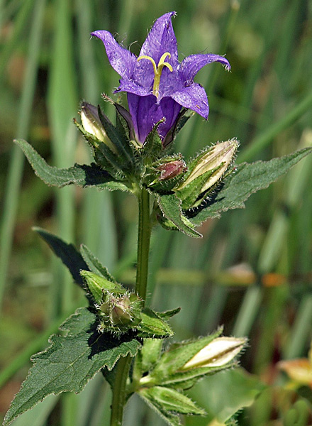 zvonček žihľavolistý Campanula trachelium L.