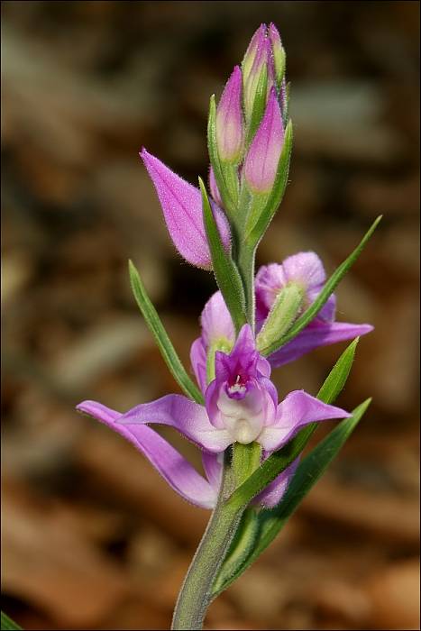 prilbovka červená Cephalanthera rubra (L.) Rich.