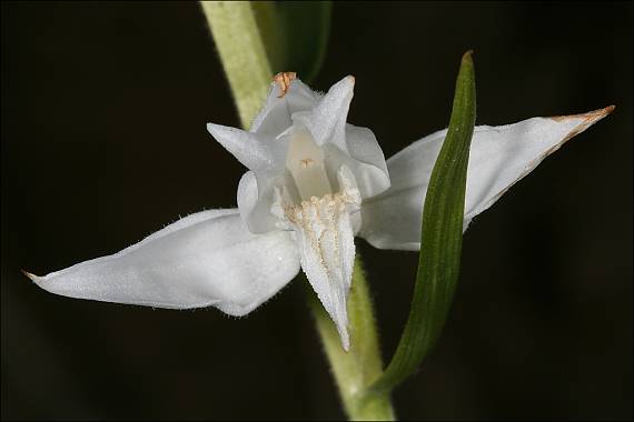 prilbovka červená Cephalanthera rubra (L.) Rich.