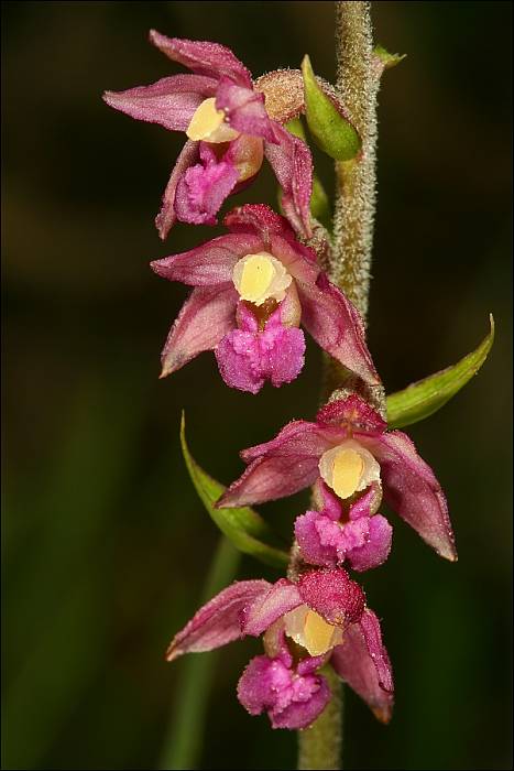 kruštík tmavočervený pravý Epipactis atrorubens subsp. atrorubens (Hoffm.) Besser