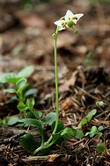 jednokvietok veľkokvetý Moneses uniflora (L.) A. Gray