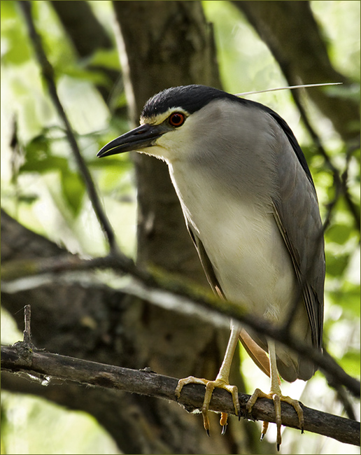 chavkoš nočný Nycticorax nicticorax