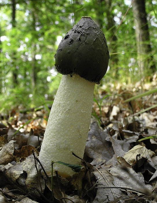 hadovka smradľavá Phallus impudicus L.