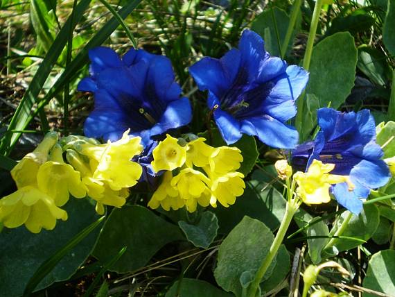 prvosienka holá Primula auricula L.