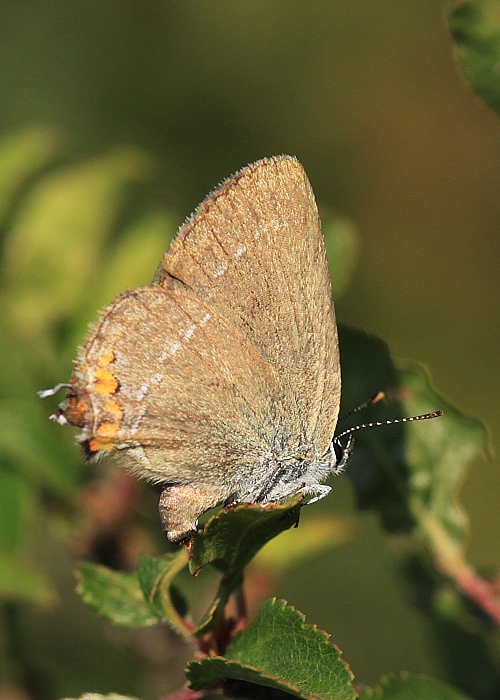 ostrôžkár malý Satyrium acaciae