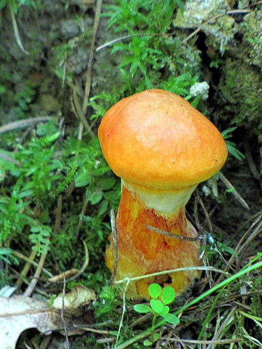 klouzek sličný - Masliak smrekovcový  Suillus grevillei   (Klotzsch) Singer