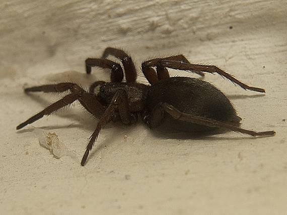pavúk v dome Titanoeca quadriguttata