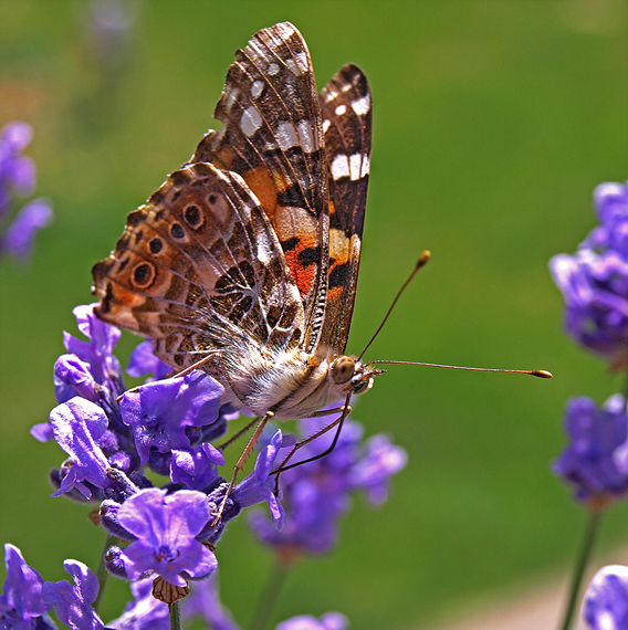 babôčka bodliaková  Vanessa cardui