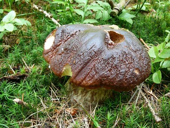 hřib borový - Hríb sosnový Boletus pinophilus  Pil. et Dermek in Pil.