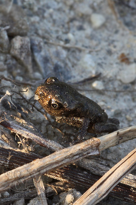 ropucha bradavičnatá Bufo bufo