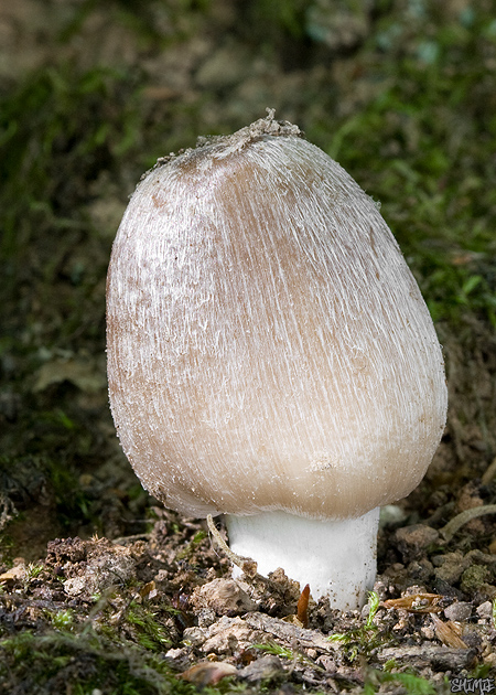 hnojník nápadný Coprinopsis insignis (Peck) Redhead, Vilgalys & Moncalvo