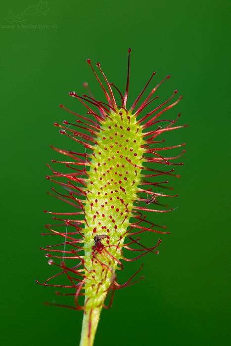 rosička anglická Drosera anglica Huds.