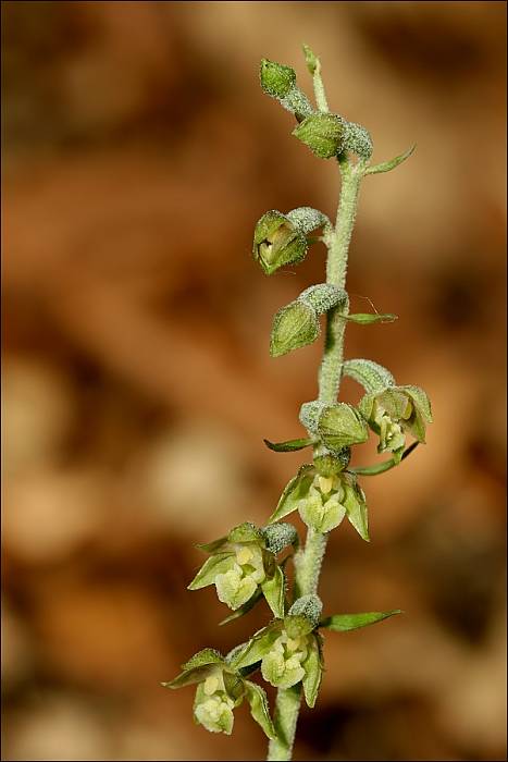 kruštík drobnolistý Epipactis microphylla (Ehrh.) Swartz