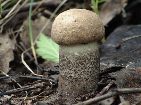 kozák topoľový Leccinum duriusculum (Schulzer ex Kalchbr.) Singer