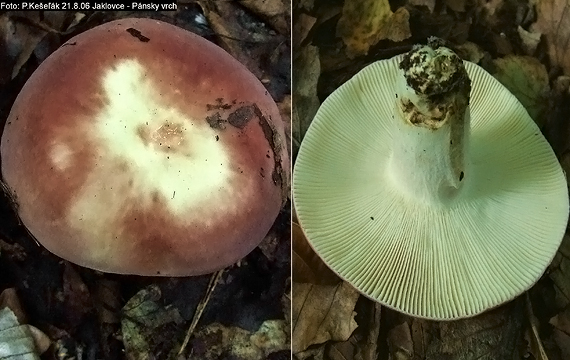 plávka mandľová Russula vesca Fr.