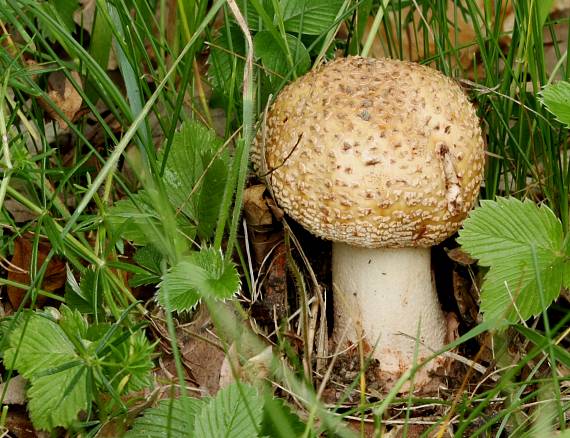 muchotrávka červenkastá Amanita rubescens Pers.