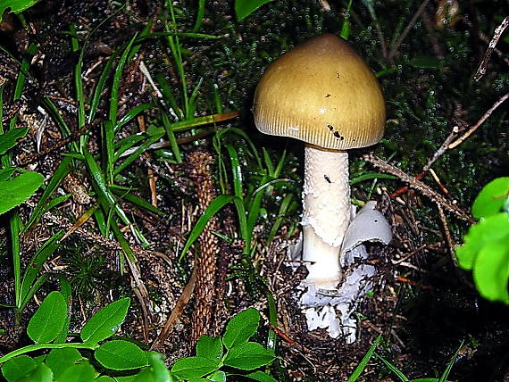 muchotrávka sivopošvatá Amanita submembranacea (Bon) Gröger