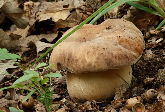 hríb dubový Boletus reticulatus Schaeff.