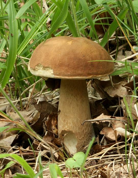 hríb dubový Boletus reticulatus Schaeff.