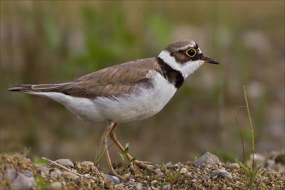 kulík riečny Charadrius dubius