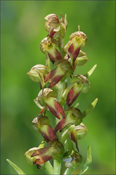 vstavačovec zelený Dactylorhiza viridis (L.) A.M. Bateman, A.M. Pridgeon &amp; M. Chase