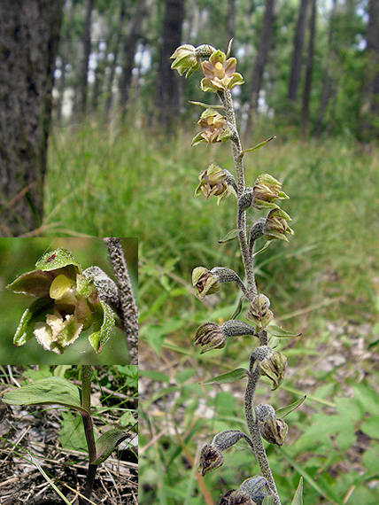 kruštík drobnolistý Epipactis microphylla (Ehrh.) Swartz