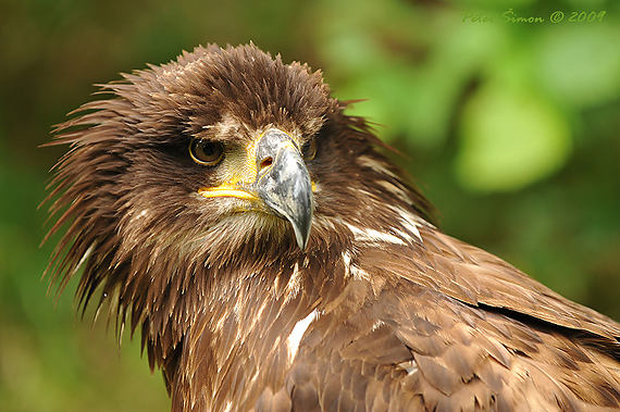 orlíča Haliaeetus leucocephalus