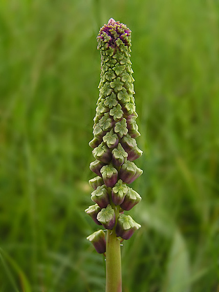 leopoldia chochlatá - modřenec chocholatý Leopoldia comosa (L.) Parl.