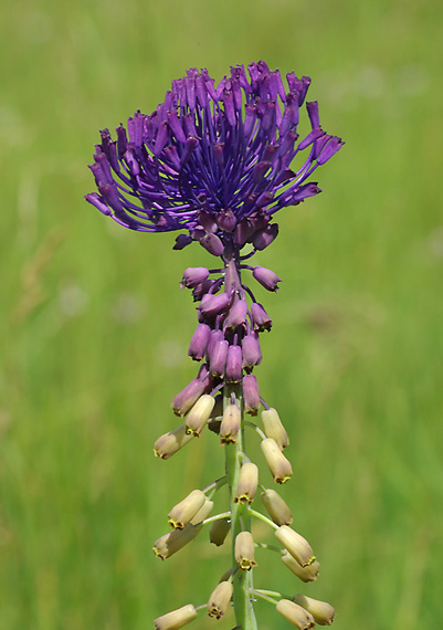 leopoldia chochlatá - modřenec chocholatý Leopoldia comosa (L.) Parl.