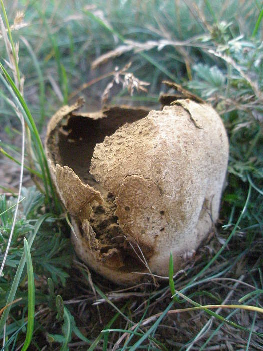 rozpadavec dlabaný Lycoperdon utriforme Bull.