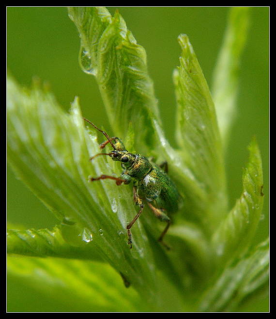 šupináčik zlatozelený Phyllobius argentatus