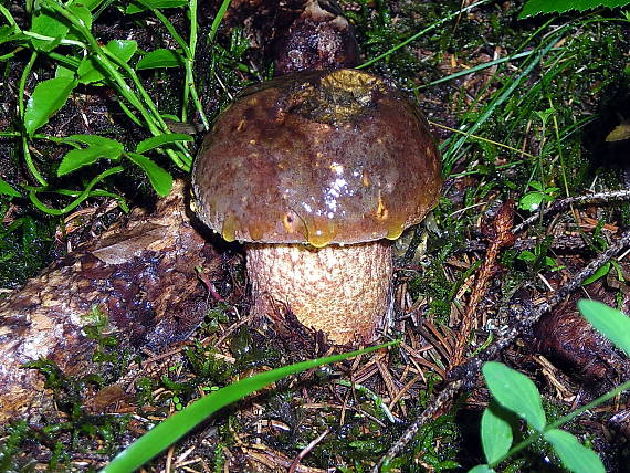 hríb zrnitohlúbikový Sutorius luridiformis (Rostk.) G. Wu & Zhu L. Yang