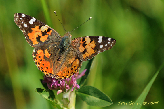 babôčka bodliaková Vanessa cardui