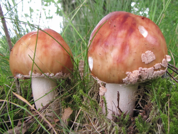 muchotrávka červenkastá Amanita rubescens  Pers.