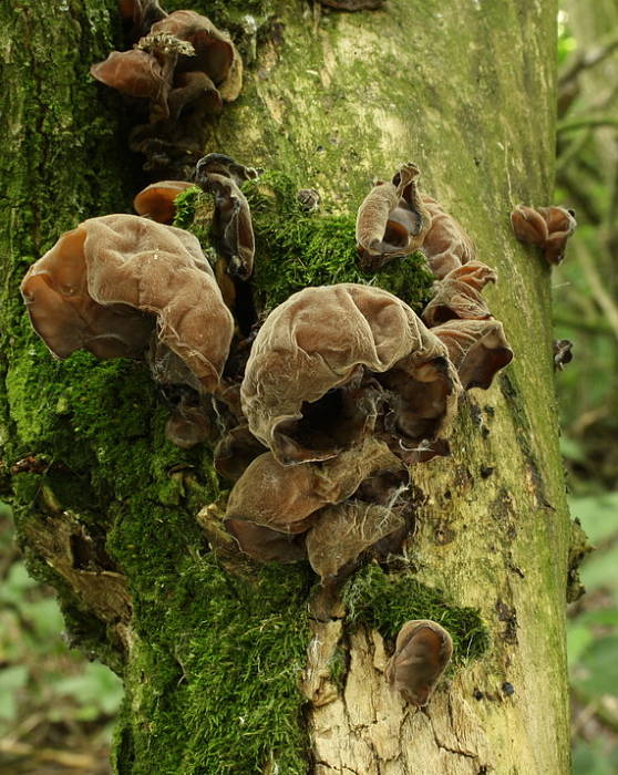 uchovec bazový Auricularia auricula-judae (Bull.) Quél.