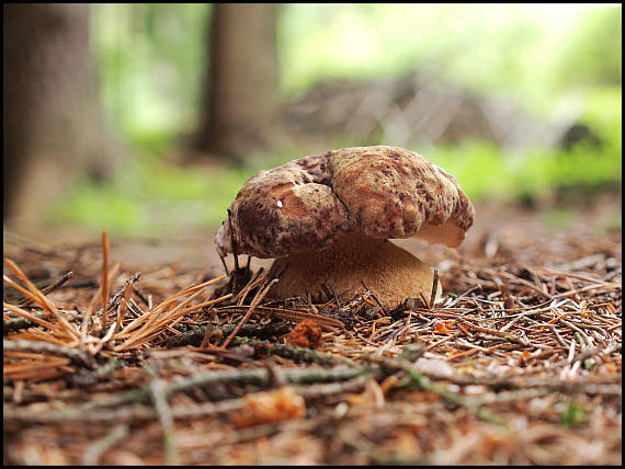 hřib borový Boletus Phinopilus